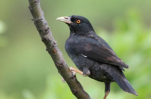搞笑八哥爆料视频大全集,爆笑集结！搞笑八哥视频大全集笑料盘点  第2张